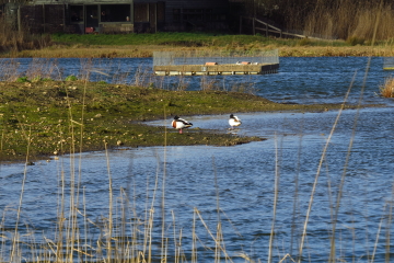 Wildlife Sightings for 21st December 2023